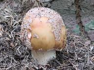 Amanita rubescens