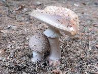 Amanita rubescens