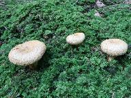 Lactarius repraesentaneus