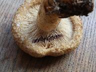 Lactarius repraesentaneus