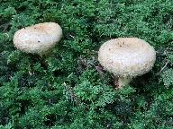 Lactarius repraesentaneus
