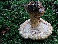 Lactarius repraesentaneus