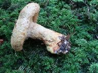 Lactarius repraesentaneus