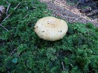 Lactarius repraesentaneus