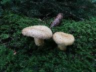 Lactarius repraesentaneus