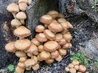 Kuehneromyces mutabilis