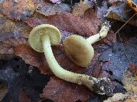 Tricholoma frondosae