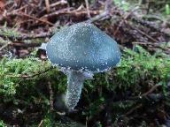 Stropharia aeruginosa