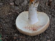 Lactarius fuliginosus 