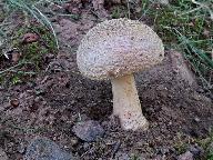 Amanita franchetii