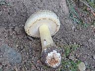 Amanita franchetii