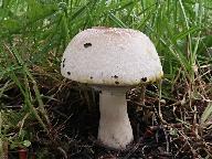 Agaricus pilatianus