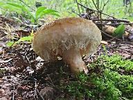 Lactarius citriolens 