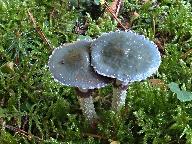 Stropharia aeruginosa