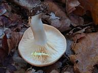 Lactarius chrysorrheus - ryzec zlatomléčný