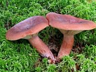 Lactarius rufus - ryzec ryšavý