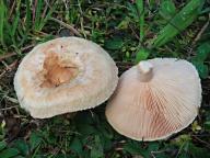 Lactarius pubescens Lactarius pubescens