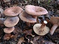 Lactarius quietus - ryzec dubový