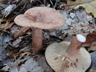 Lactarius quietus