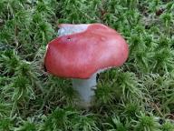 Russula emetica - holubinka vrhavka