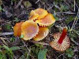 Hygrocybe insipida