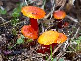 Hygrocybe insipida 