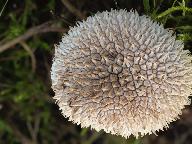 Lycoperdon caudatum 