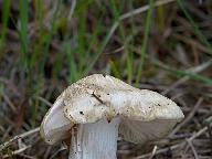 Entoloma sepium