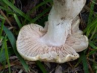 Entoloma sepium