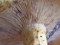 Lactarius repraesentaneus 