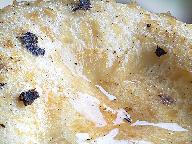 Lactarius repraesentaneus 
