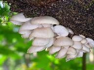 Pleurotus pulmonarius 