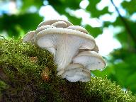 Pleurotus pulmonarius 