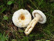 Lactarius scoticus 