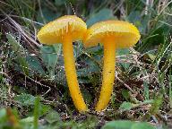 Hygrocybe chlorophana 