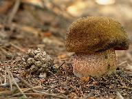 Sutorius luridiformis 