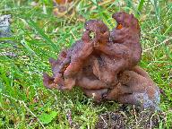 Gyromitra infula