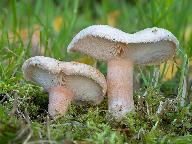 Lactarius pubescens Lactarius pubescens