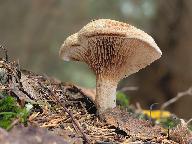 Paxillus involutus