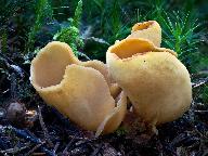 ouško kornoutovité ouško kornoutovité