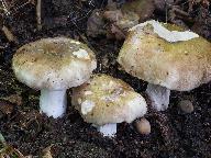 Russula acrifolia 