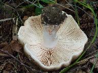 Russula acrifolia 