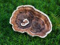 Phellodon tomentosus