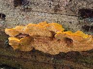 Pycnoporellus fulgens 
