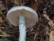 Stropharia caerulea 