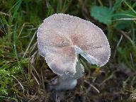 Dermoloma cuneifolium 