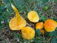Hygrocybe quieta 