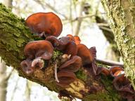 Auricularia auricula-judae
