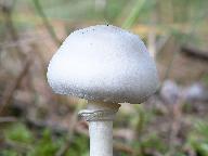 Leucoagaricus leucothites 