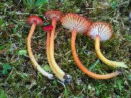Hygrocybe miniata 